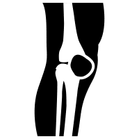 Knee antanomy
