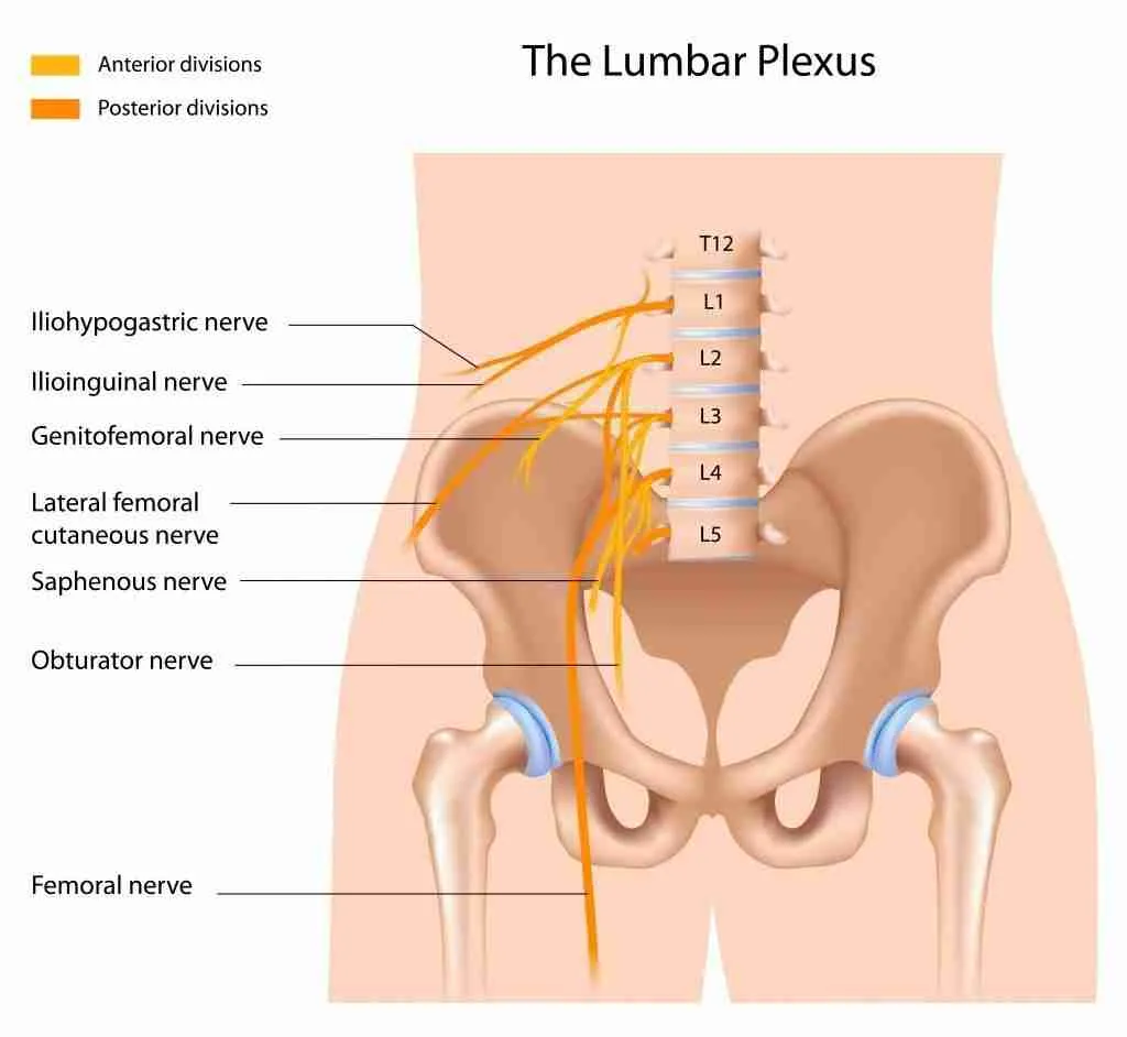 lumbar plexus