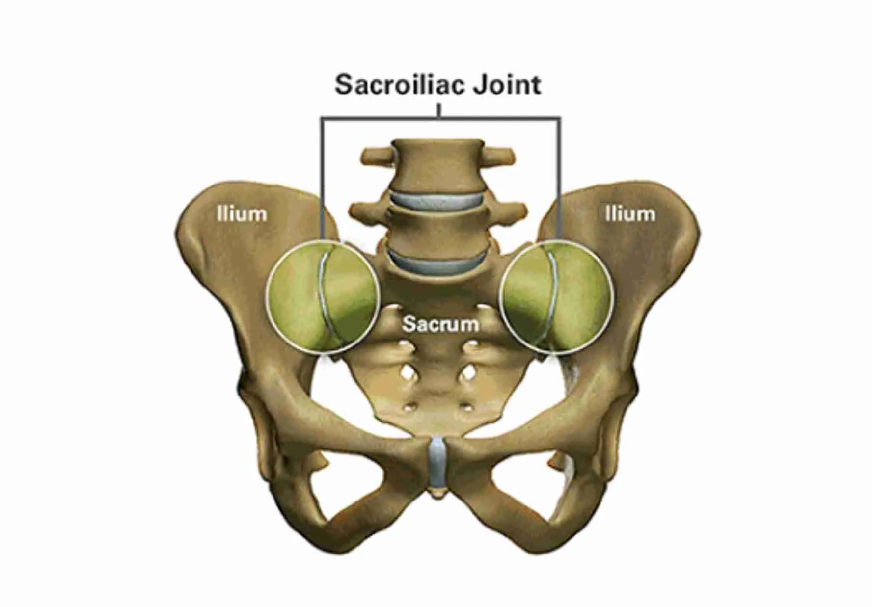 SI Joint Anatomy SI Joint Anatomy