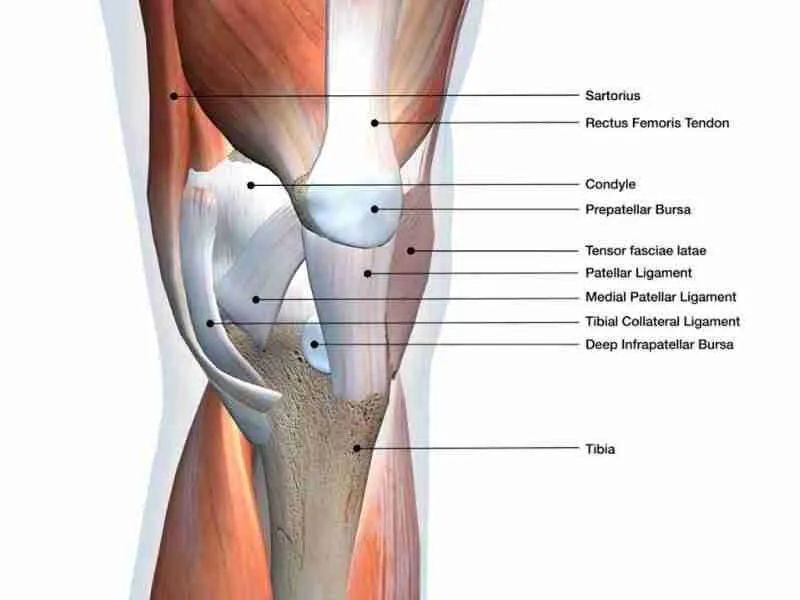 Anterior Cruciate Ligament Injury 2