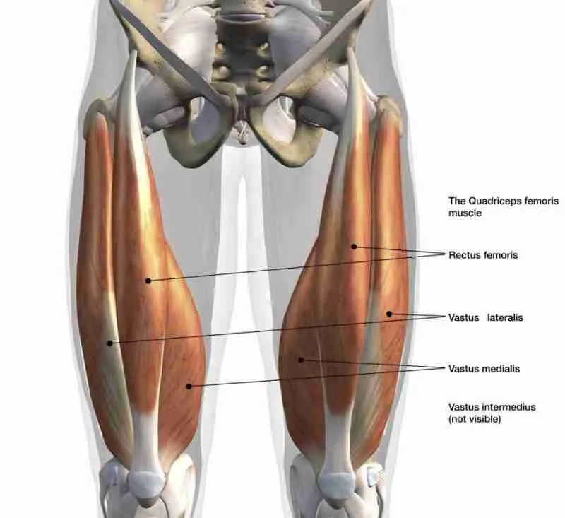 Anterior Cruciate Ligament Injury 4