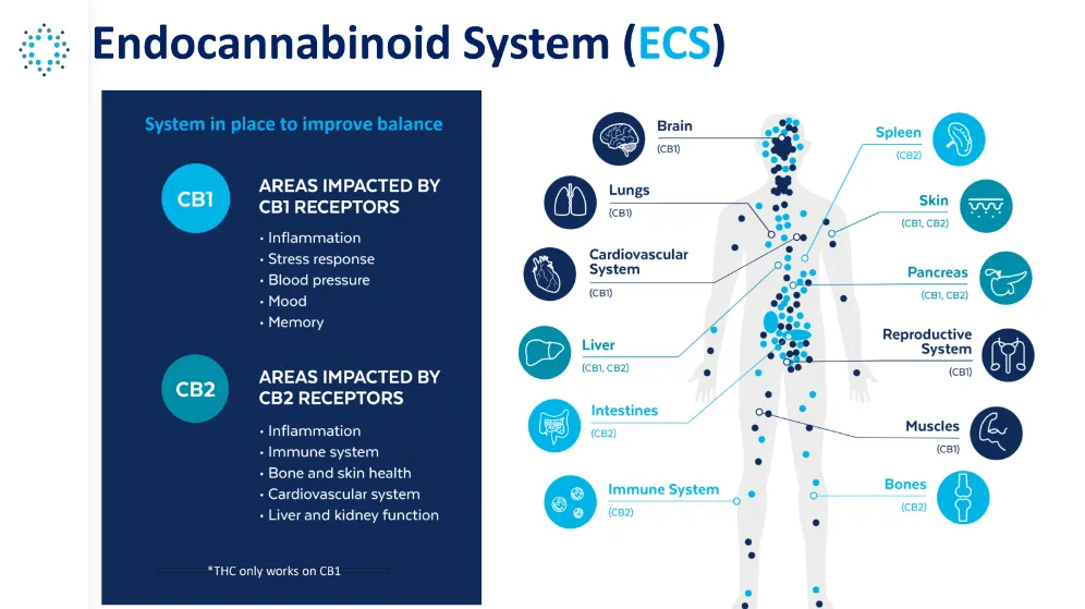 Endocannabinoid system