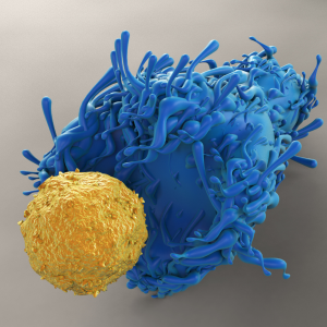 T Cells